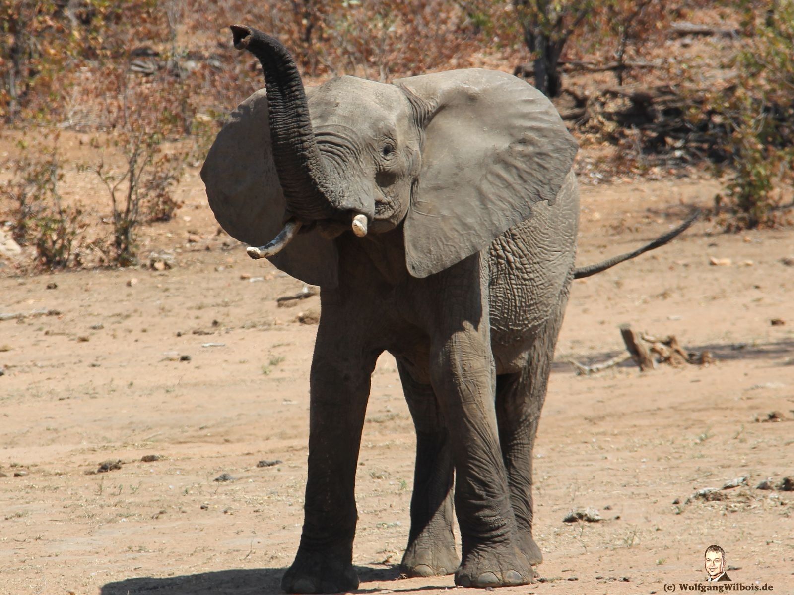Suedafrika Krueger Nationalpark Elefant Drohgebaerden