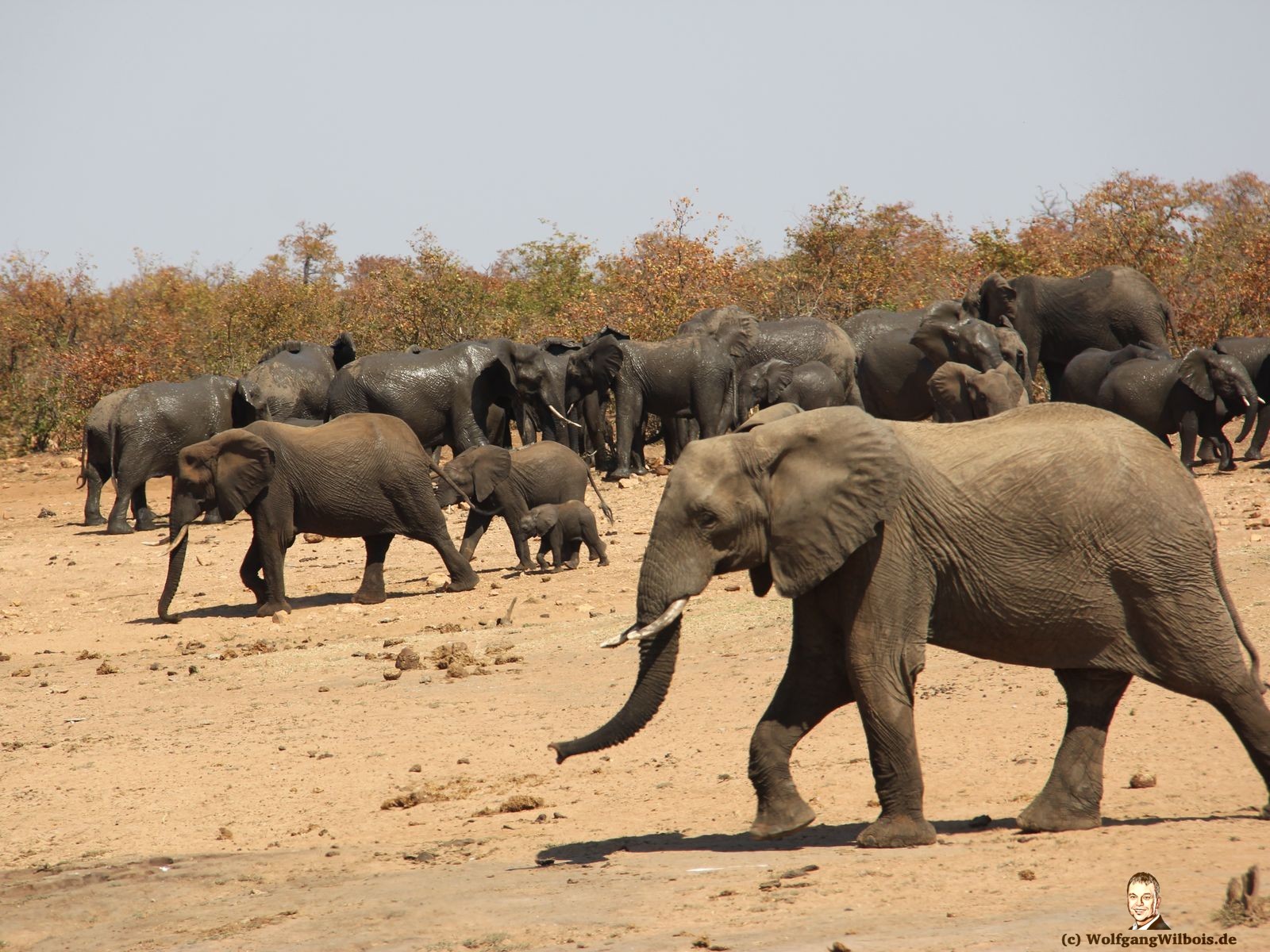Suedafrika Krueger Nationalpark Elefantenherde