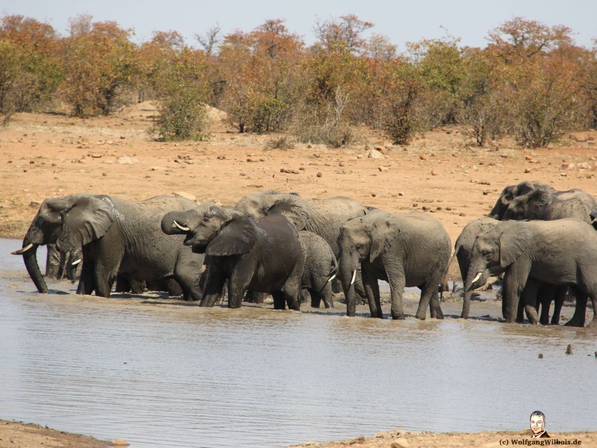 Suedafrika Krueger Nationalpark Elefantenherde baden