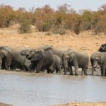 Suedafrika Krueger Nationalpark Elefantenherde baden