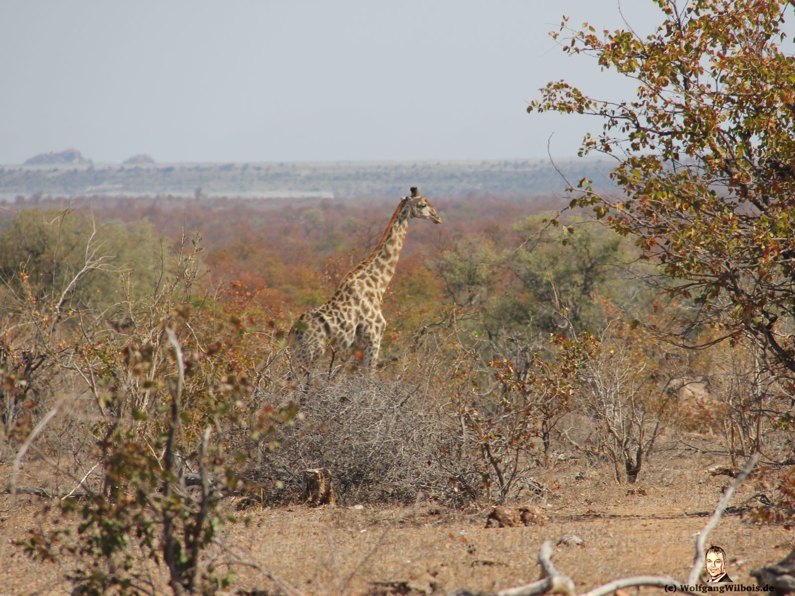 Suedafrika Krueger Nationalpark Giraffe
