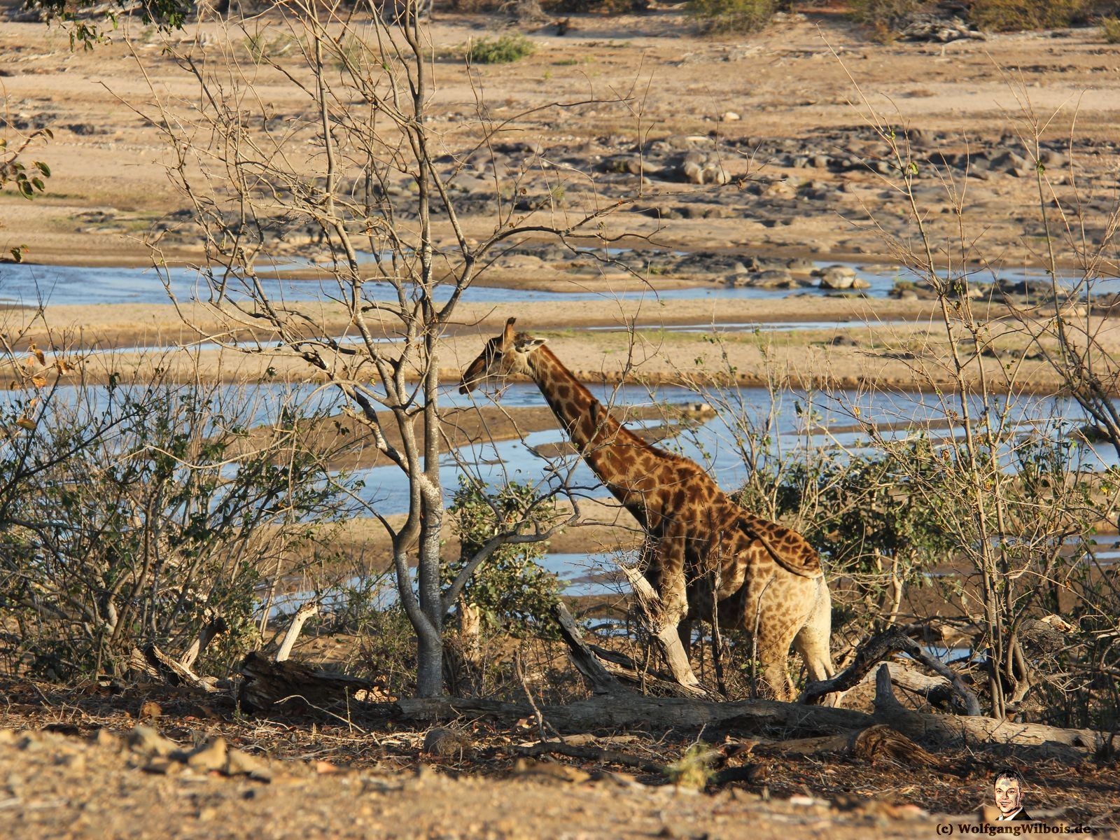 Suedafrika Krueger Nationalpark Giraffe