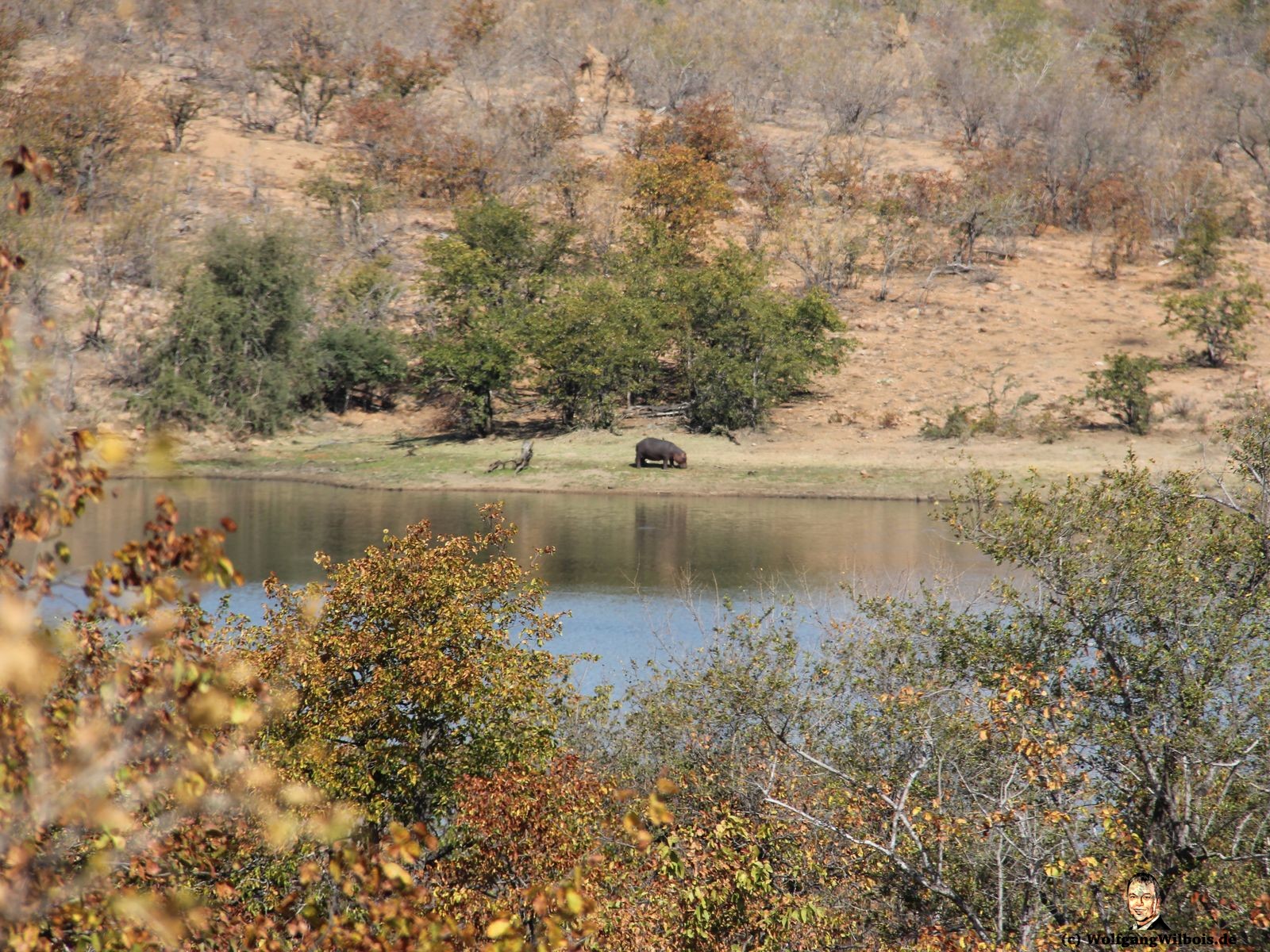 Suedafrika Krueger Nationalpark Hippo Flusspferd
