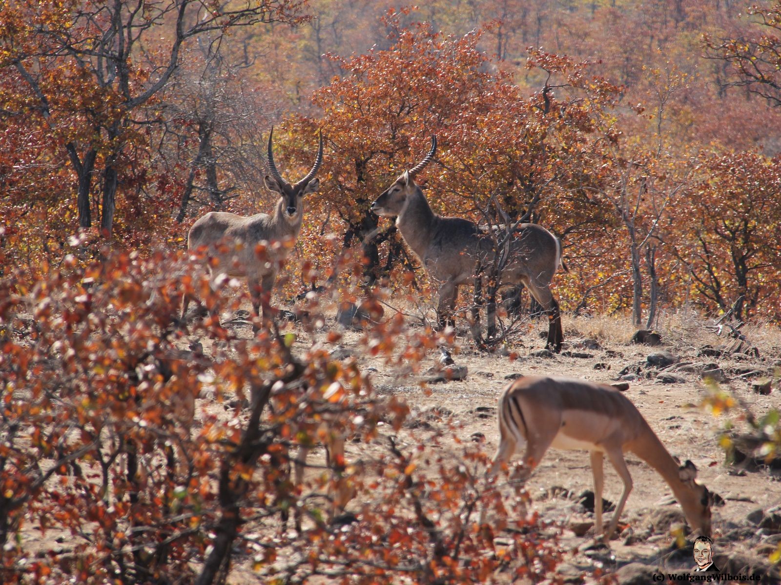 Suedafrika Krueger Nationalpark Antilopen