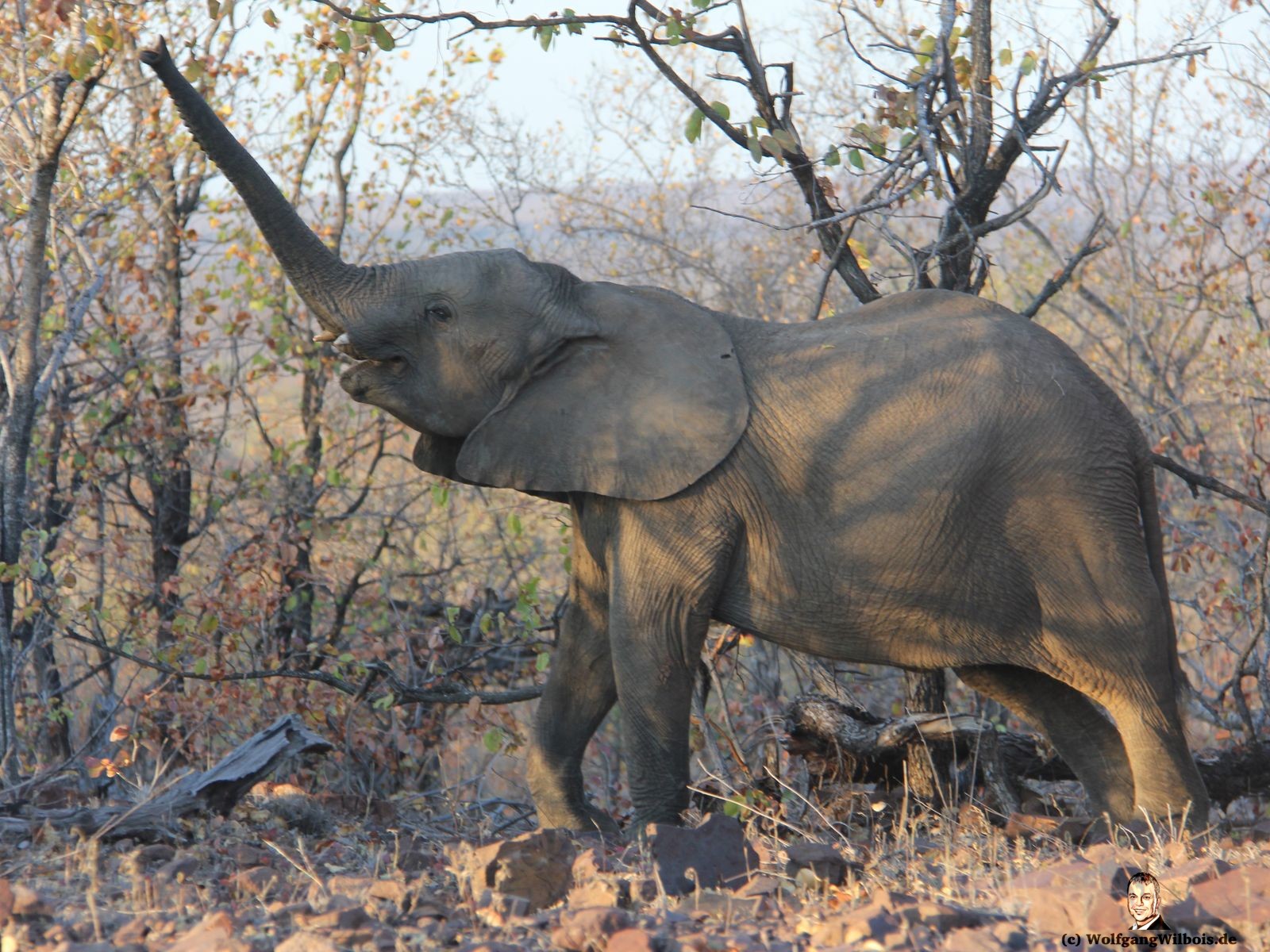 Suedafrika Krueger Nationalpark junger Elefant