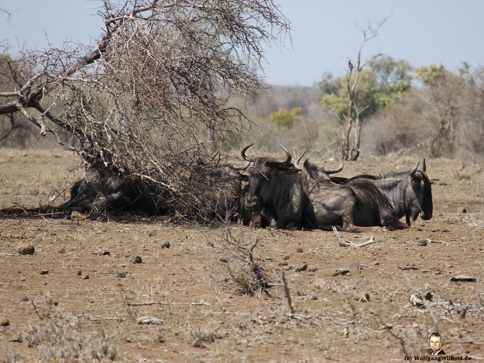 Suedafrika Krueger Nationalpark Gnus