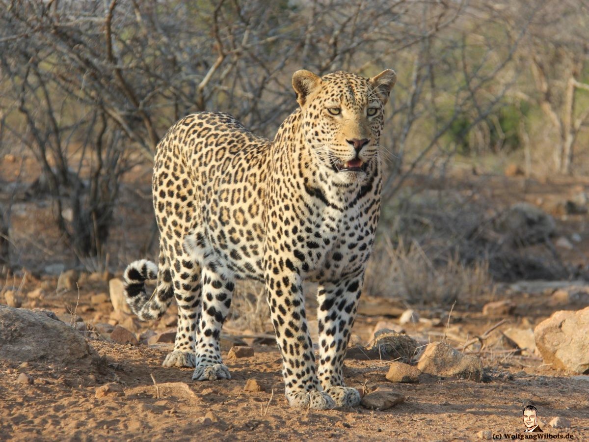 Suedafrika Krueger Nationalpark Leopard