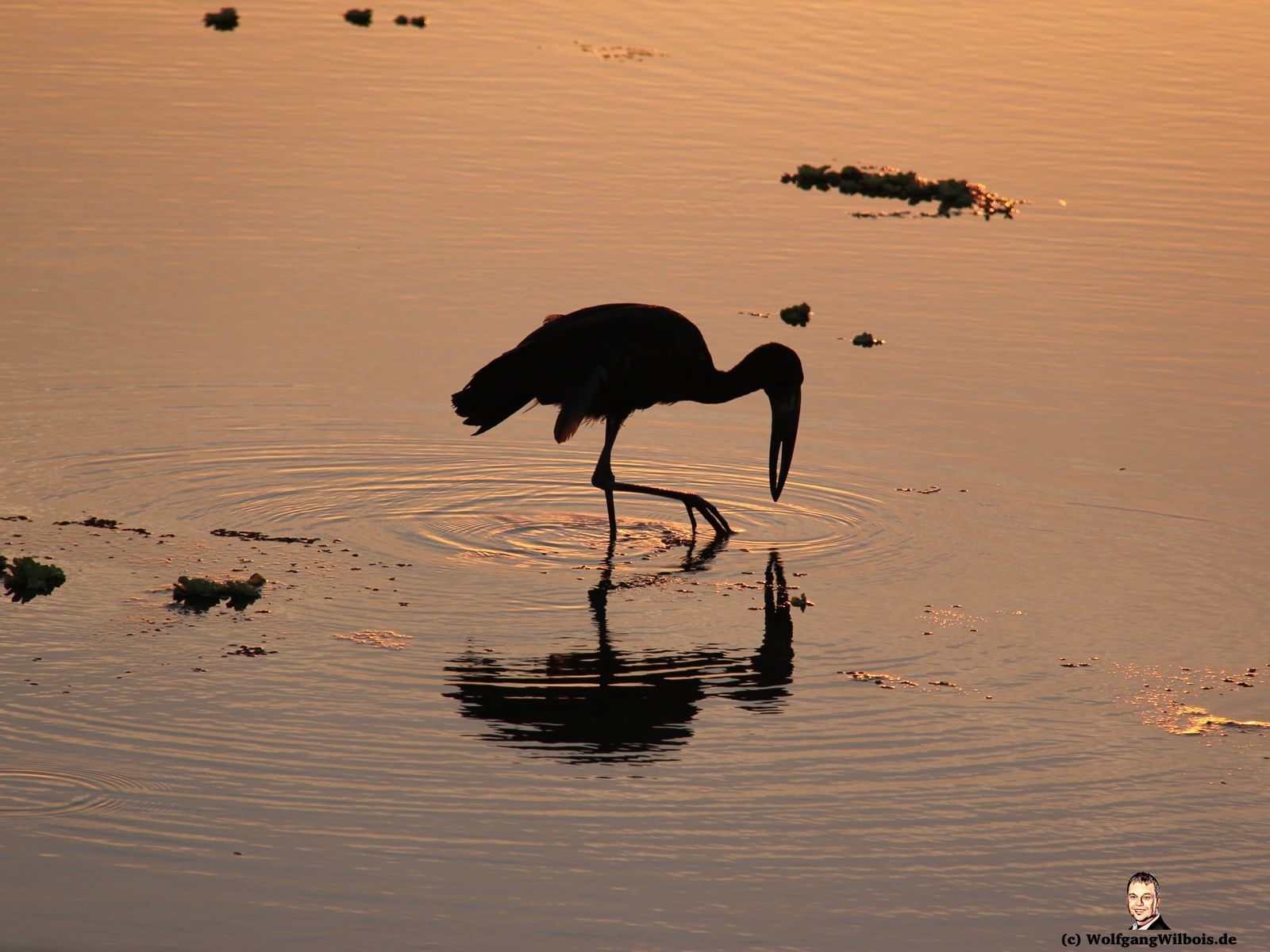Suedafrika Krueger Nationalpark Sonnenuntergang