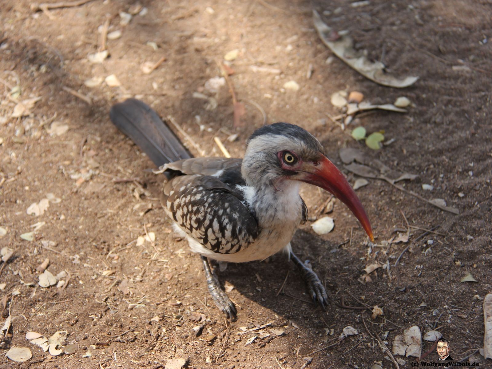 Suedafrika Krueger Nationalpark Vogel