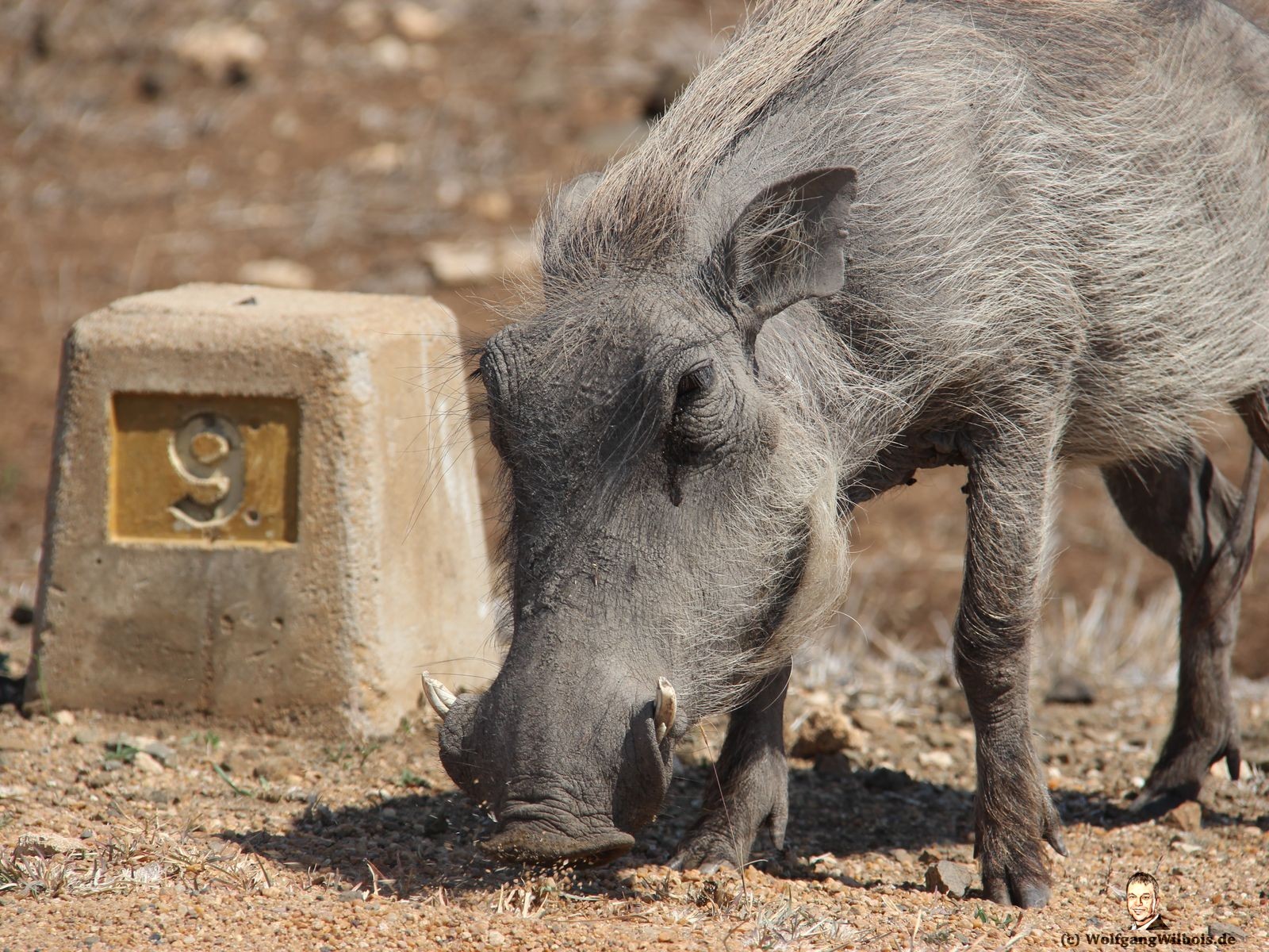 Suedafrika Krueger Nationalpark Warzenschwein