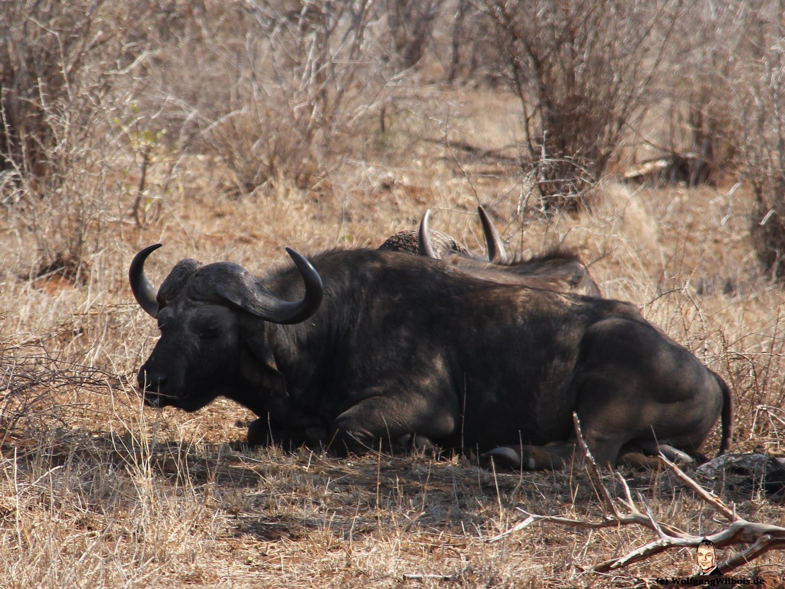 Suedafrika Krueger Nationalpark Wasserbüffel