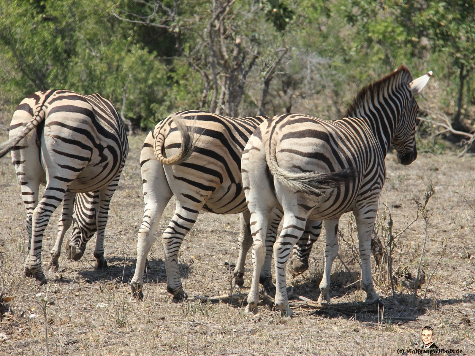 Suedafrika Krueger Nationalpark Zebras