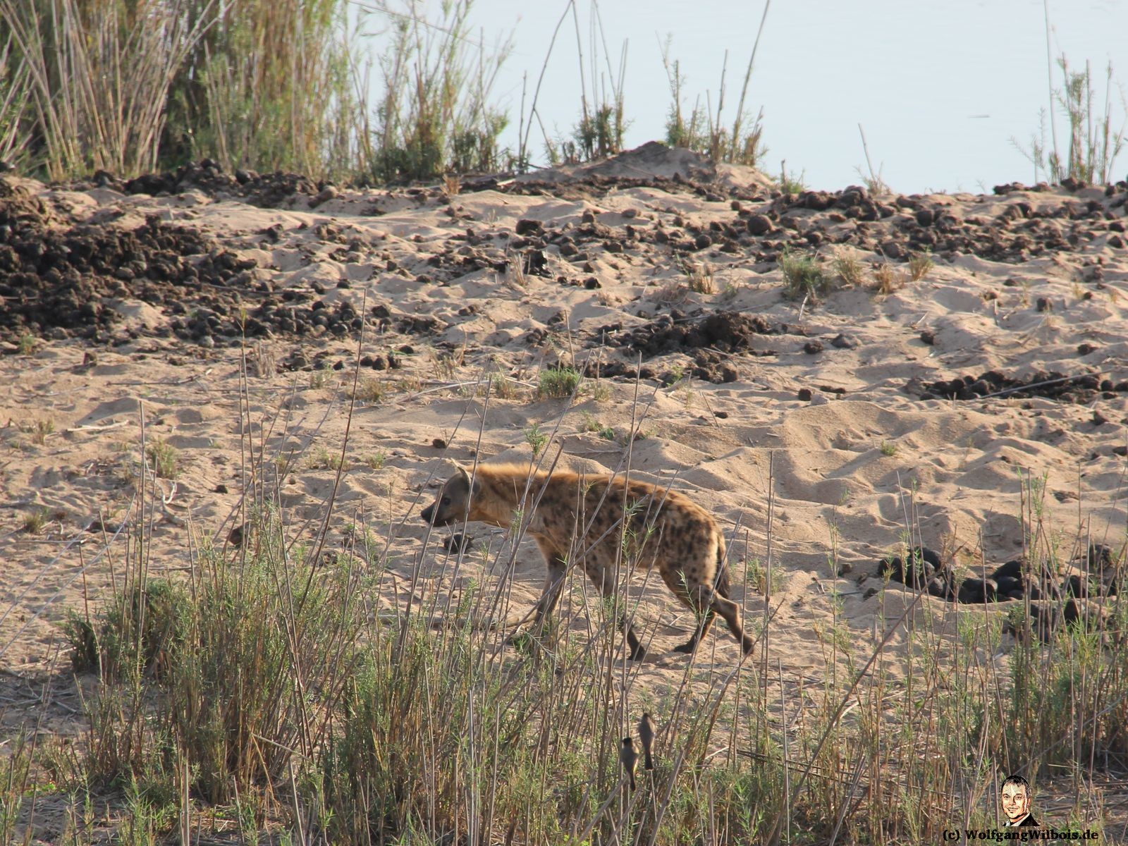 Kueger Nationalpark Hyaene Südafrika