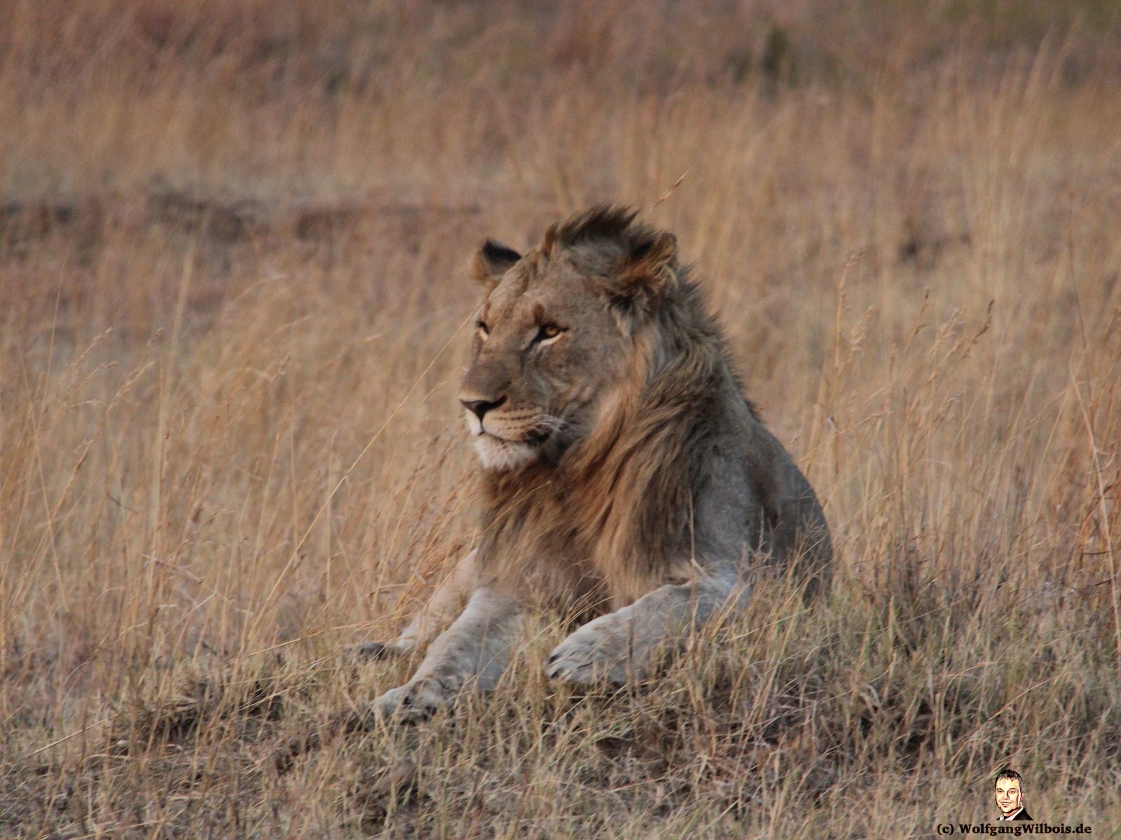 Nkomazi Game Reserve Südafrika Löwe