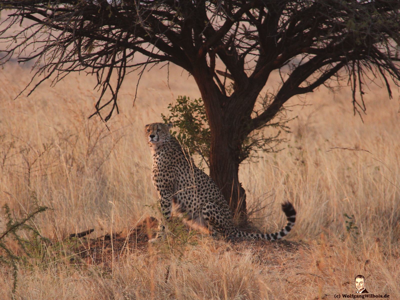 Nkomazi Game Reserve Südafrika Gepard Chetaah