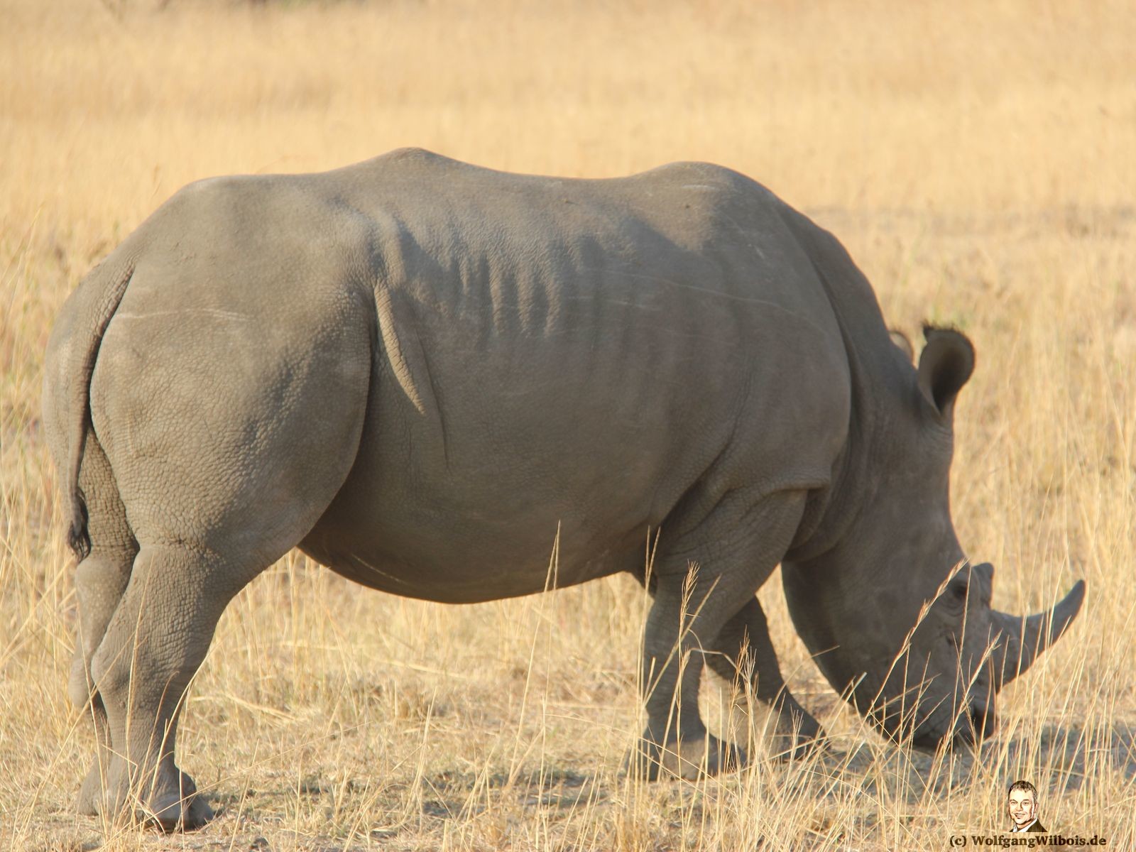 Nkomazi Game Reserve Südafrika Nashorn