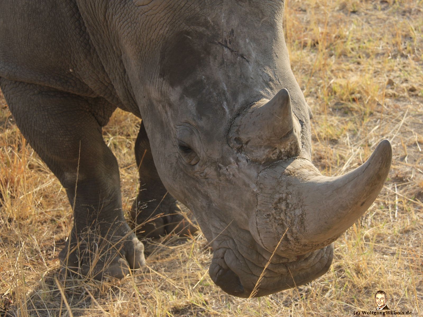 Nkomazi Game Reserve Südafrika Nashorn ganz nah