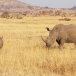 Nkomazi Game Reserve Südafrika Nashorn mit Nashornbaby