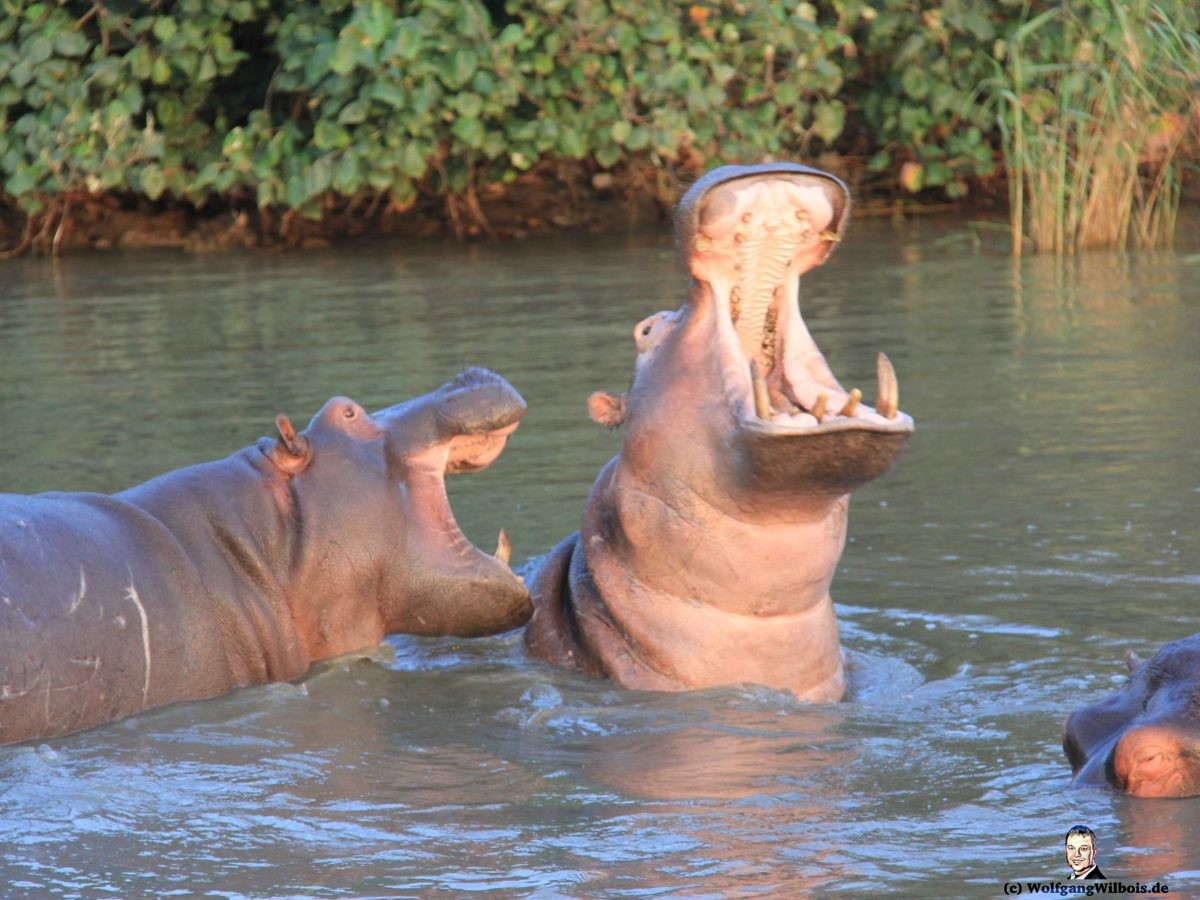 St Lucia Boot Tour Shakabarker Tour Hippos Flusspferde