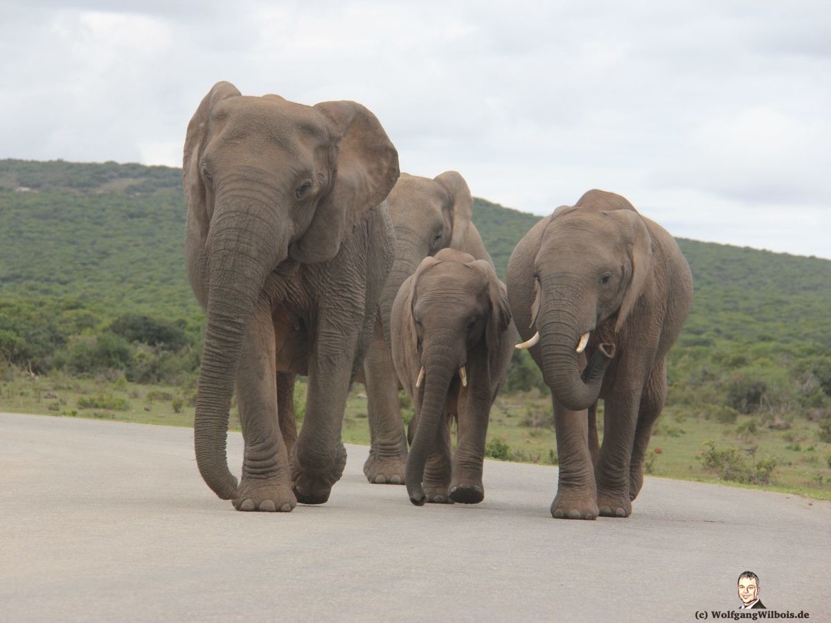 Tag 12 Addo Elefanten Park