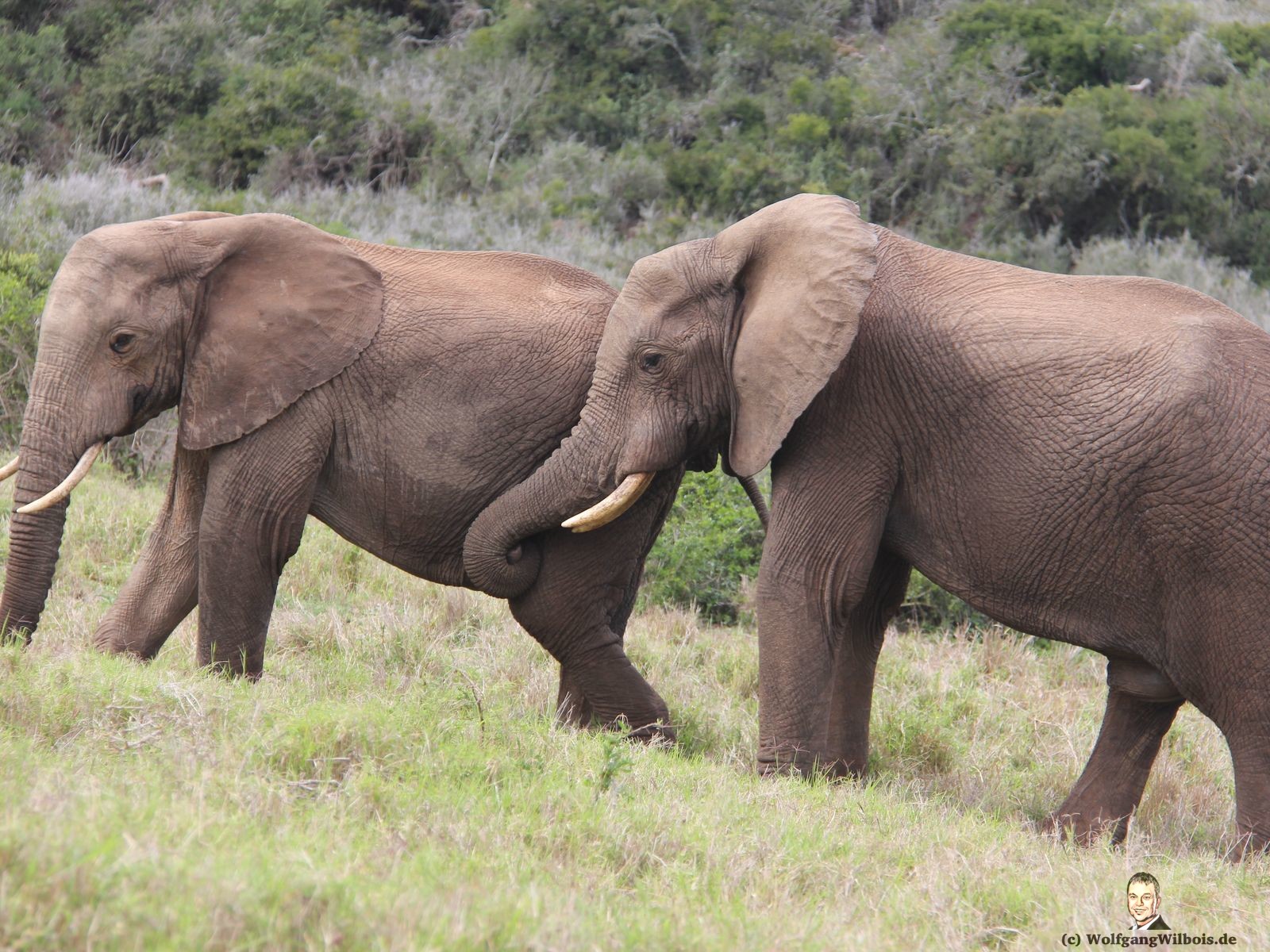 Tag 12 Addo Elefanten Park schwuler Elefant