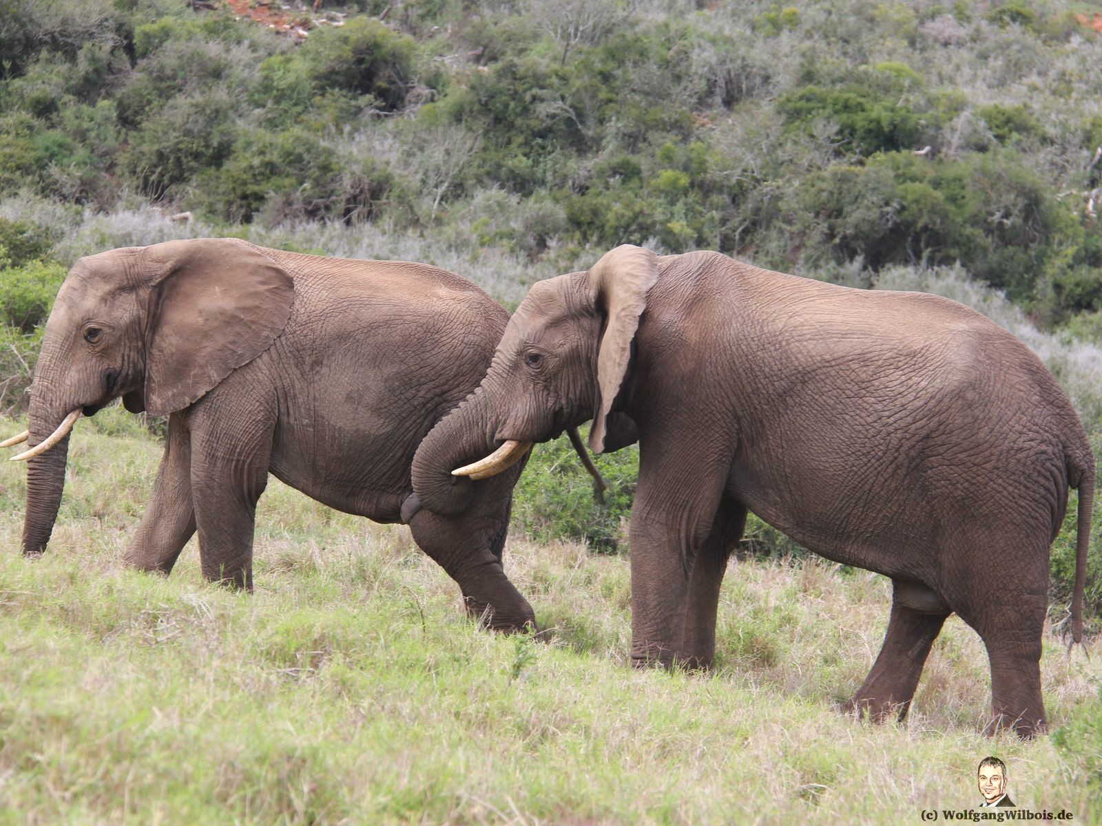 Tag 12 Addo Elefanten Park schwuler Elefant