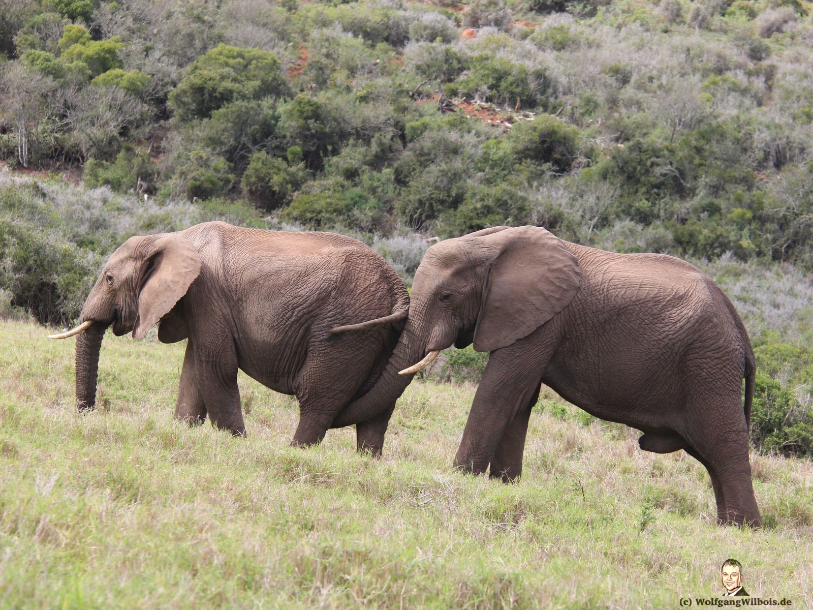 Tag 12 Addo Elefanten Park schwuler Elefant