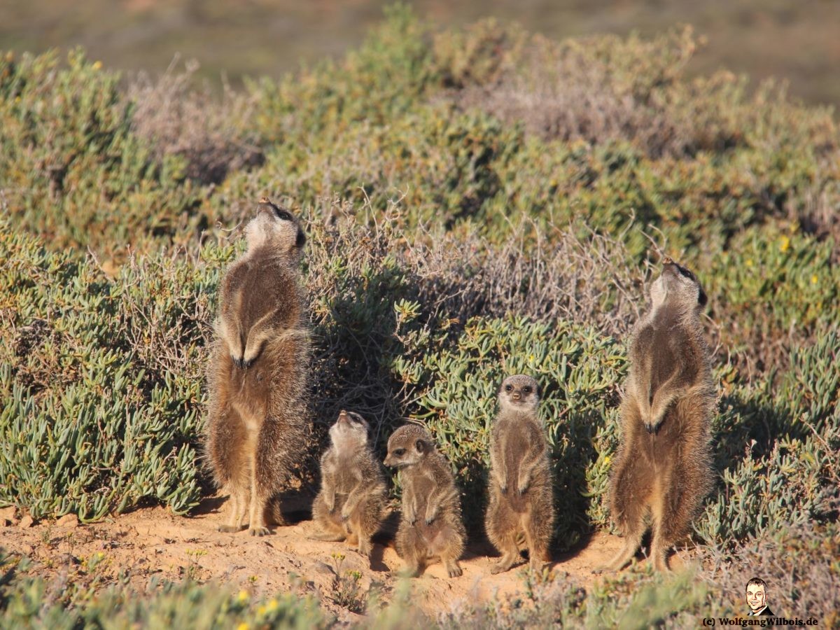 Südafrika Tag 16 Erdmaennchen mit kleinen Jungen Meerkat Adventure