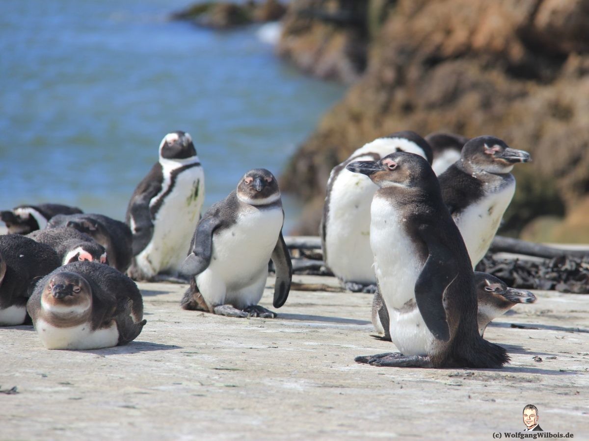 Reisebericht Südafrika Tag 17 Betty's Bay Pinguine