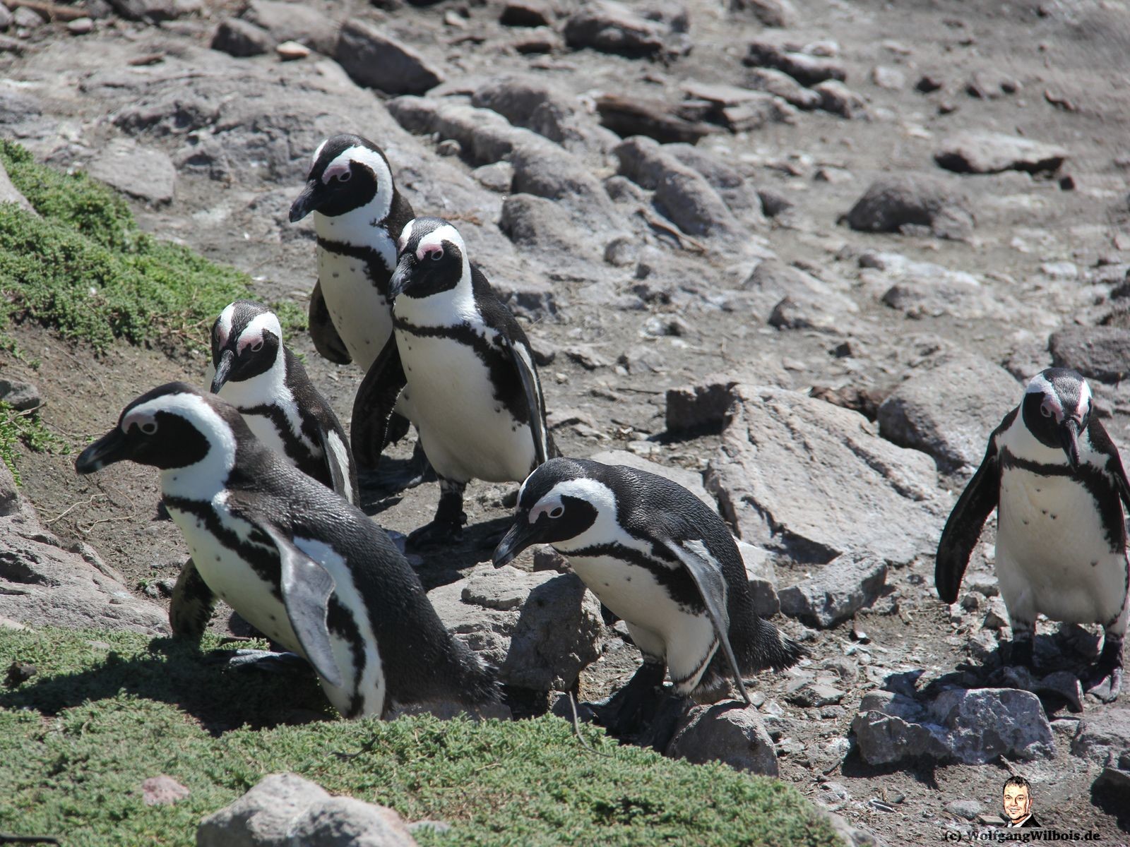 Reisebericht Südafrika Tag 17 Betty's Bay Pinguine