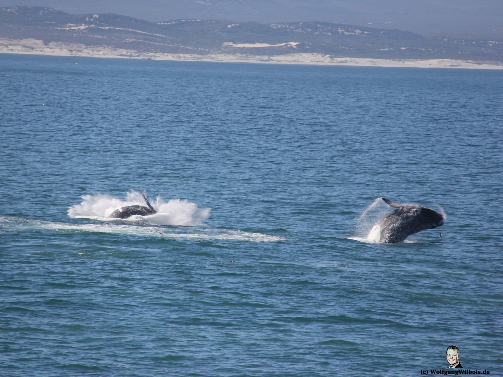 Tag 18 Hermanus Wale