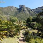 Tag 19 Kirstenbosch Protea