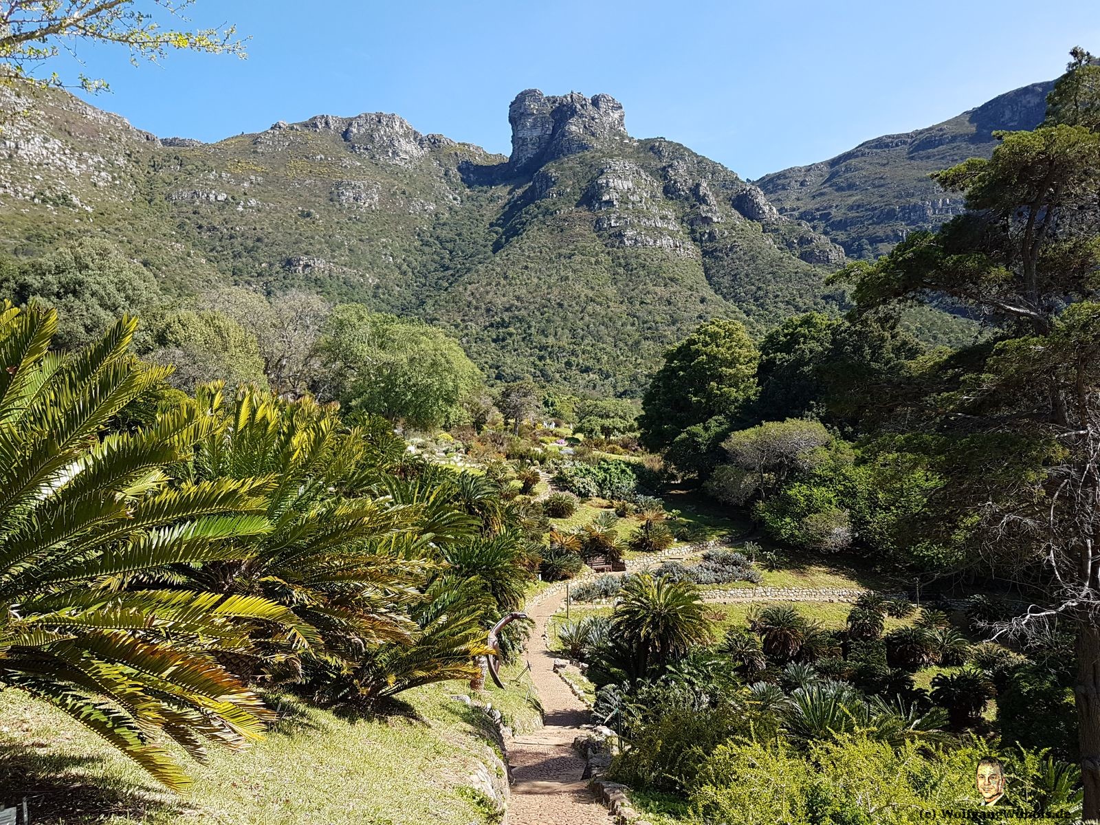 Tag 19 Kirstenbosch Protea