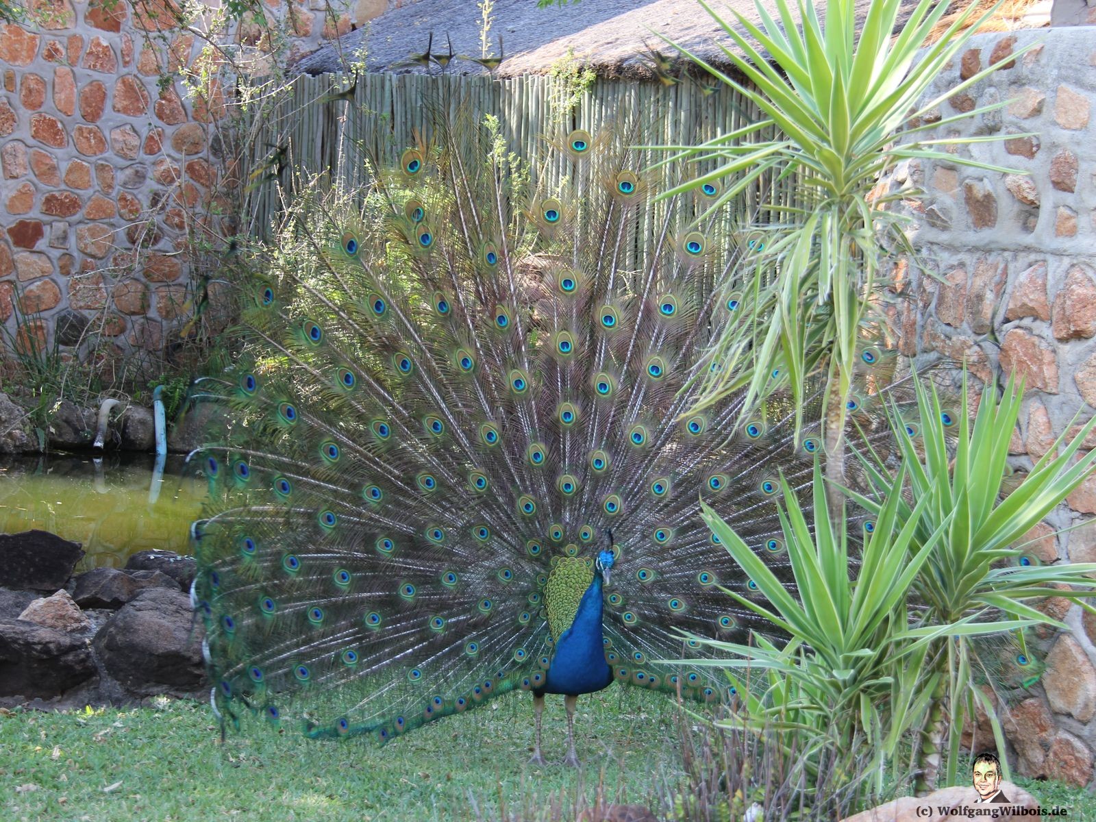 Blyde River Wilderness Lodge Hoedspruit Pfau