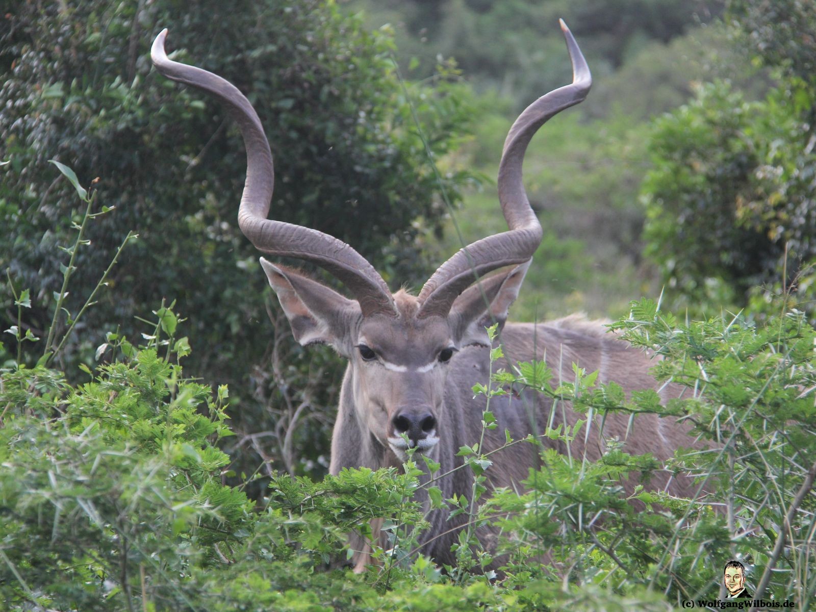 iSimangaliso Wetland Park Kudu