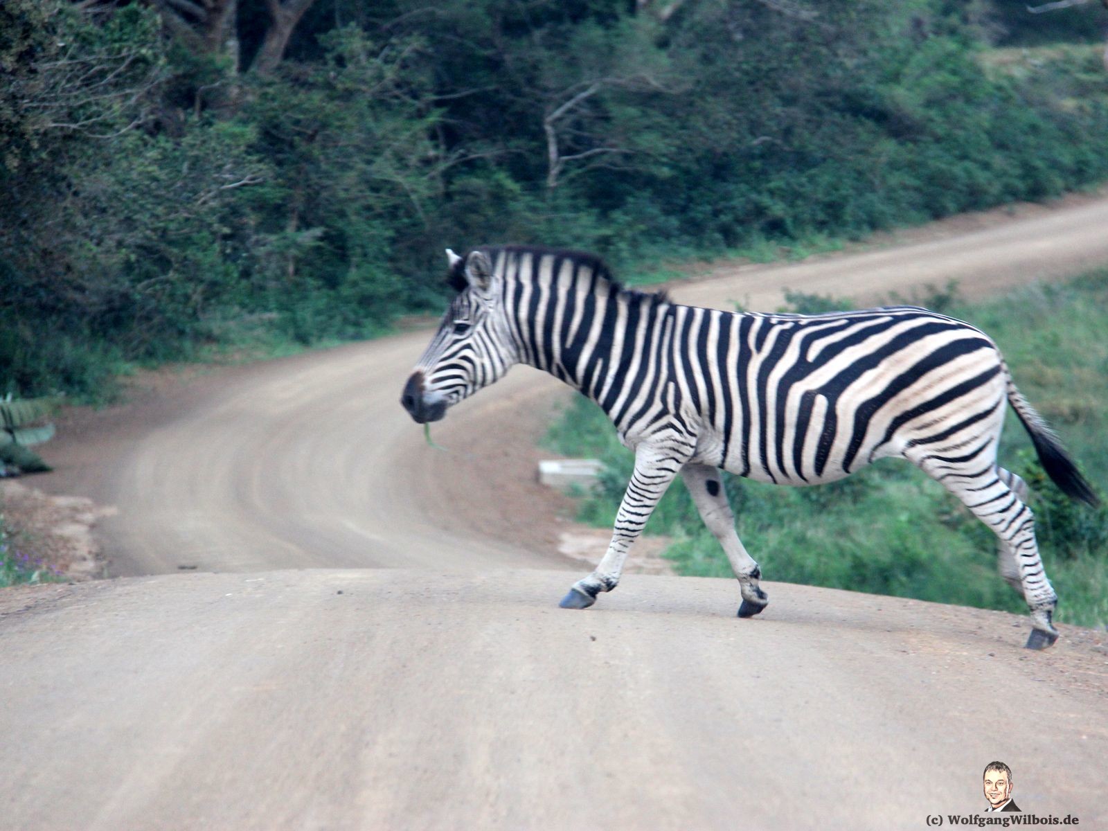 iSimangaliso Wetland Park Zebra