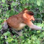 Backpacking Borneo Santubong Nasenaffen