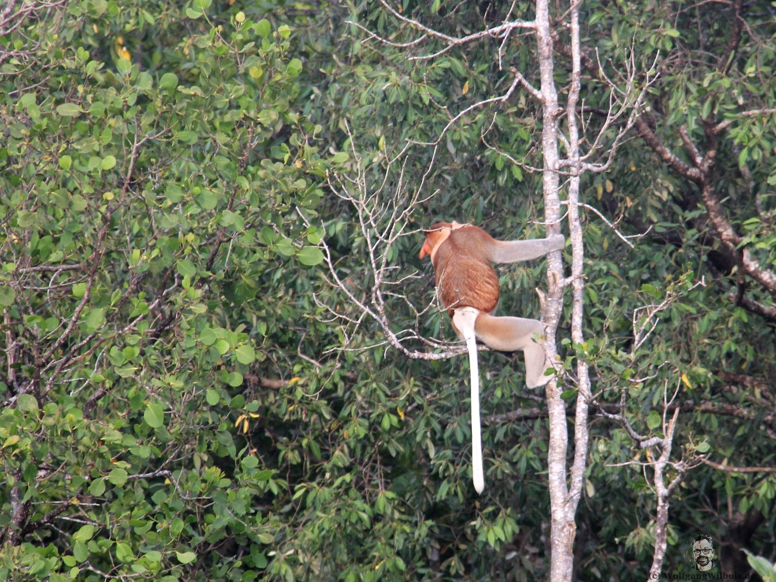 Backpacking Borneo Santubong Nasenaffen