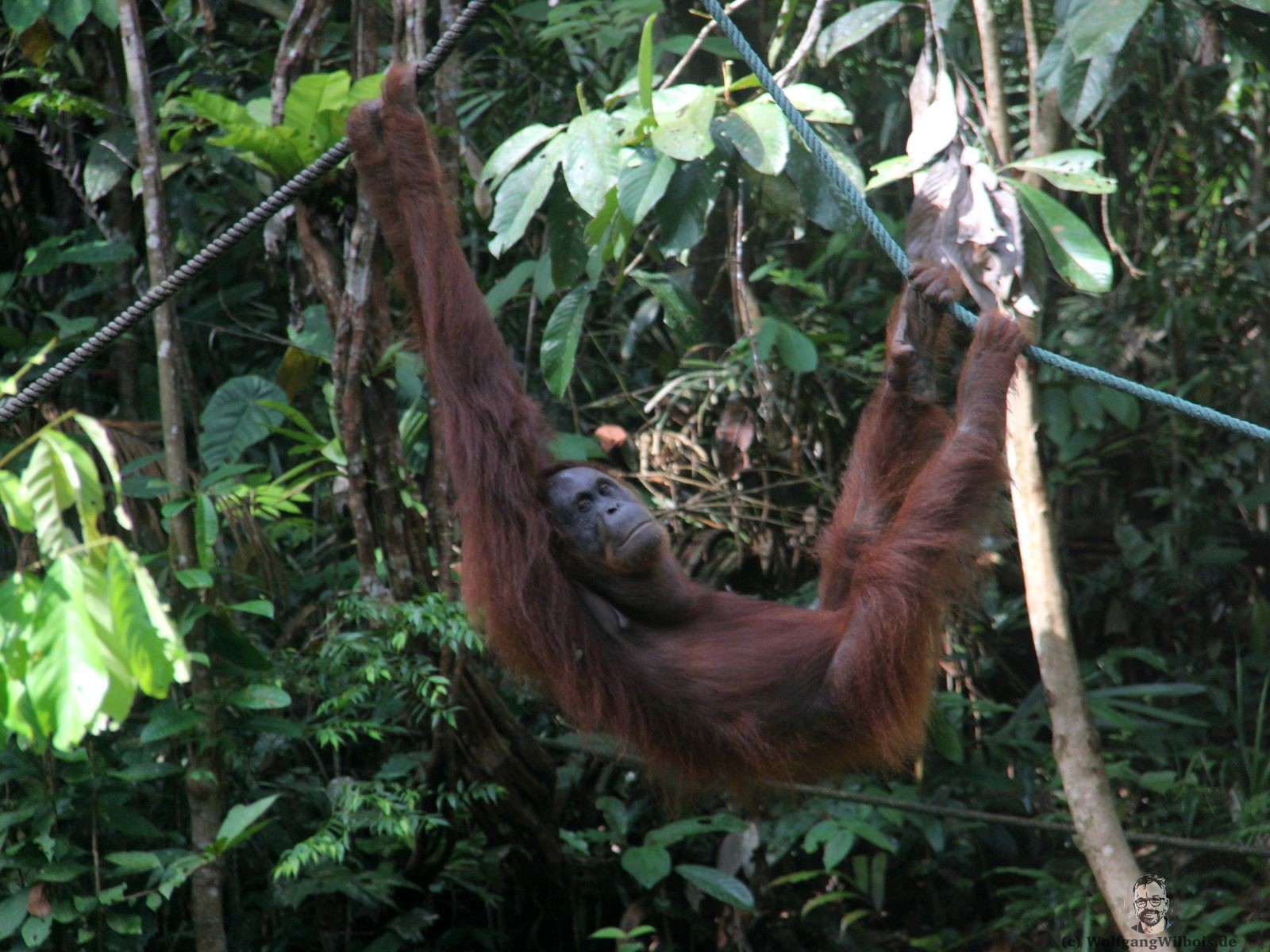 Backpacking Borneo Tag 03 Orang Utans