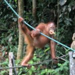 Backpacking Borneo Tag 03 Orang Utans