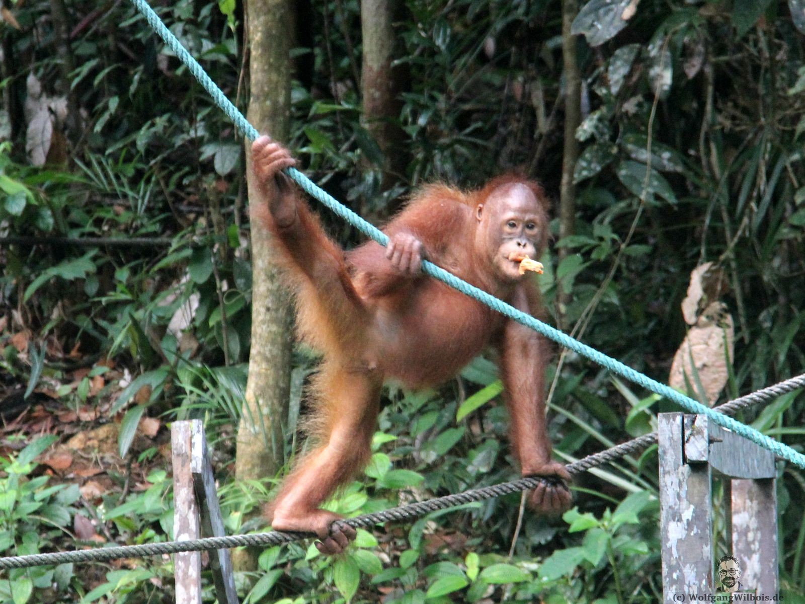 Backpacking Borneo Tag 03 Orang Utans