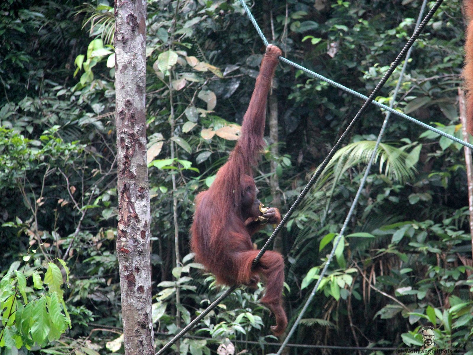 Backpacking Borneo Tag 03 Orang Utans