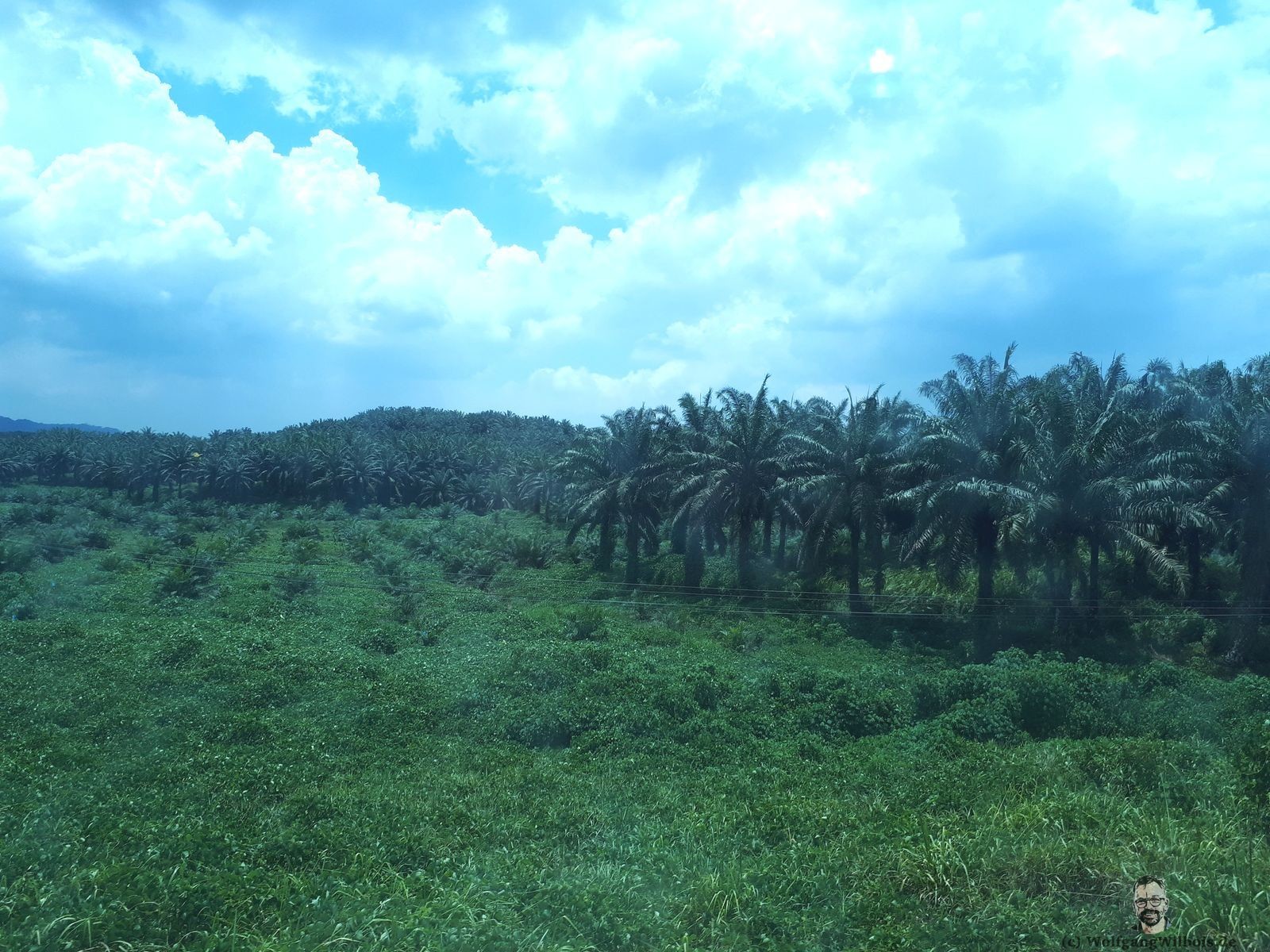 Borneo Backpacking Ölpalmen, Palmöl, Miri