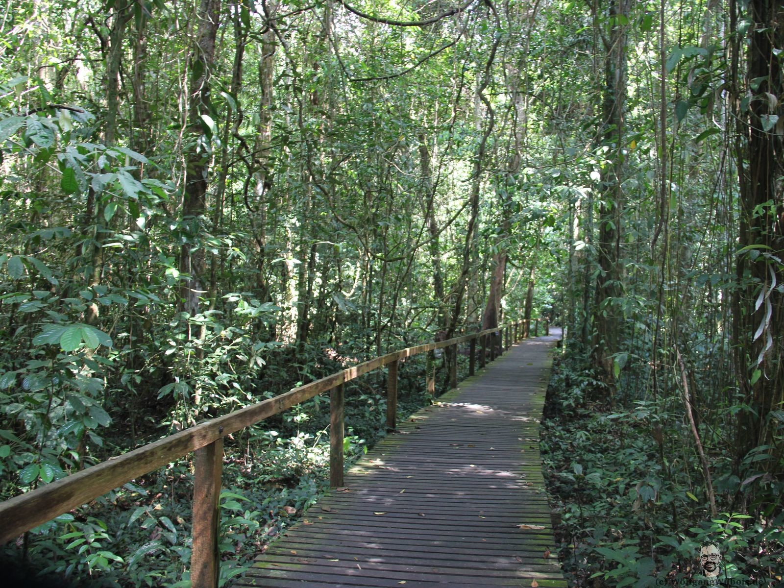 Borneo Tag 8 Mulu Nationalpark Weg