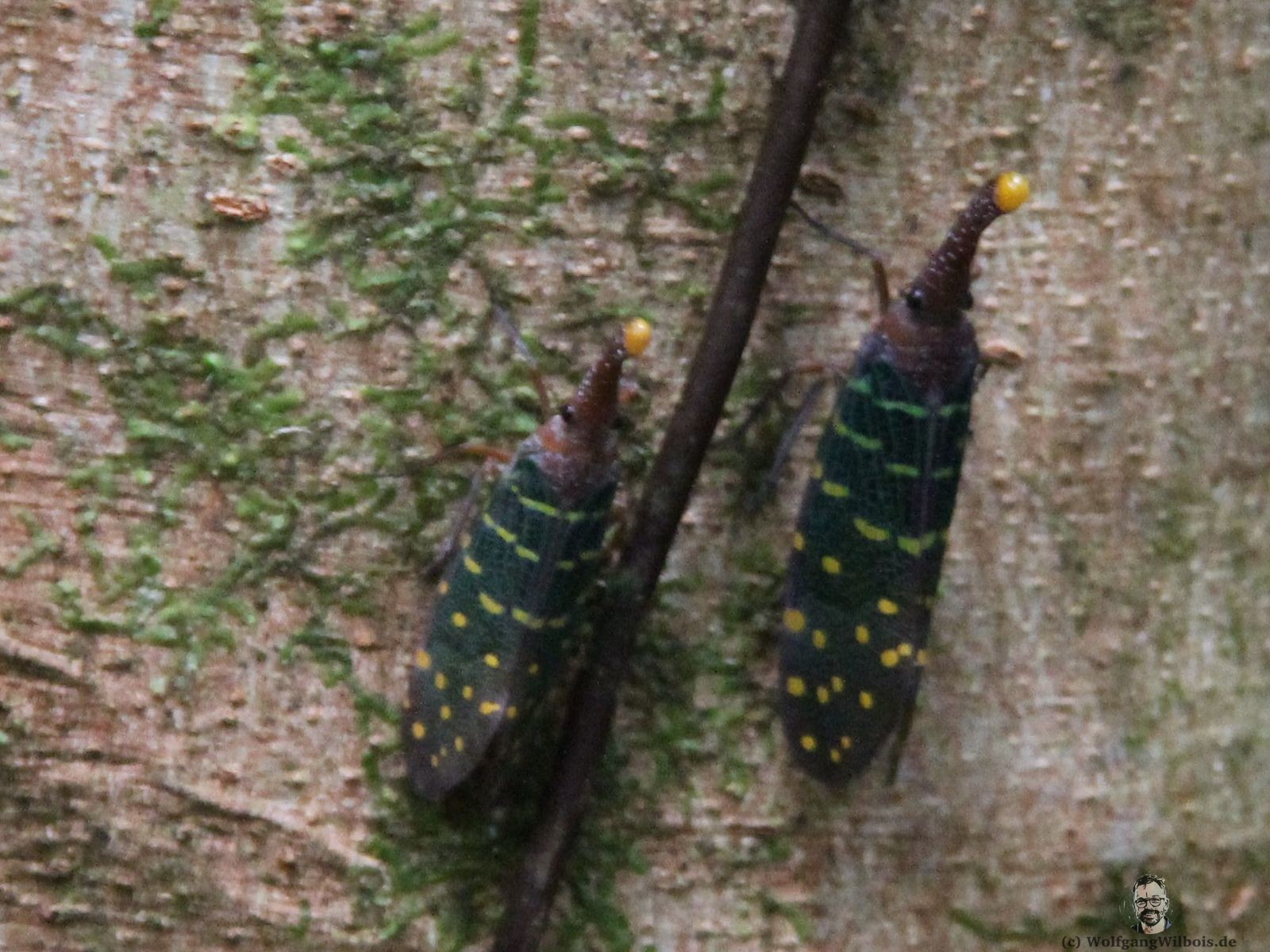 Borneo Tag 09 Mulu Nationalpark Dschungel