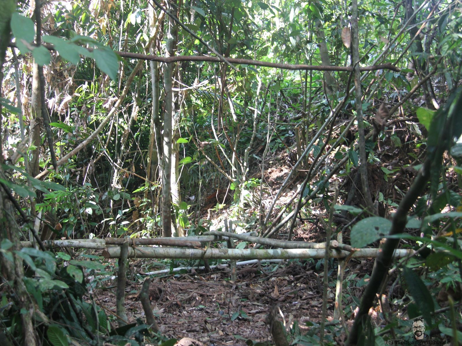 Borneo Tag 09 Mulu Nationalpark Dschungel