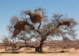 Namibia Tag 02 Desert Camp BAum