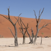 Namibia Tag 03 Deadvlei