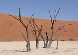 Namibia Tag 03 Deadvlei