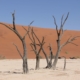 Namibia Tag 03 Deadvlei